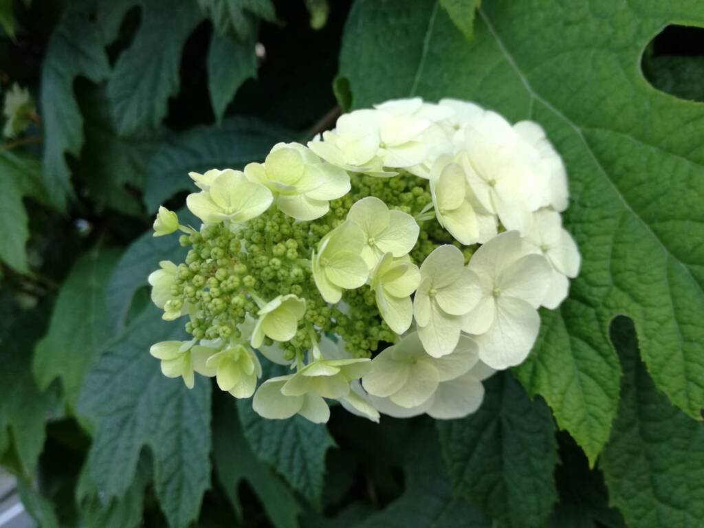 カシワバアジサイ