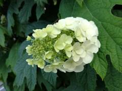 カシワバアジサイ