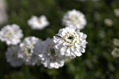 花の中心部分がキラキラと・・・