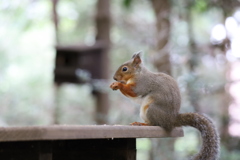 IMG_6012　　井の頭公園　動物園