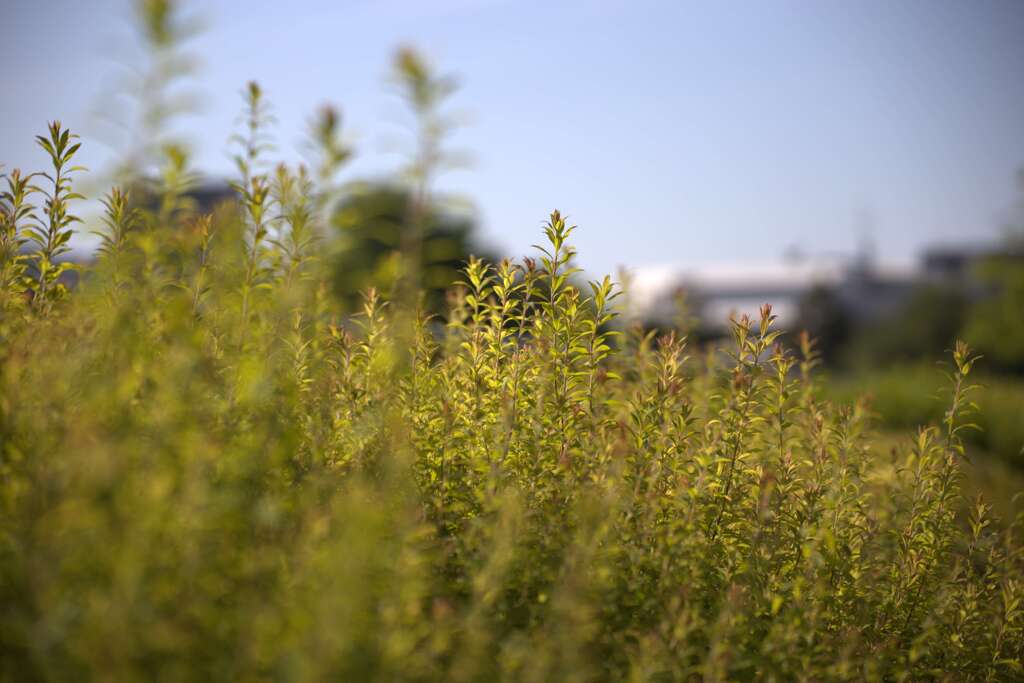 初撮り練習③　新芽