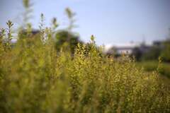 初撮り練習③　新芽