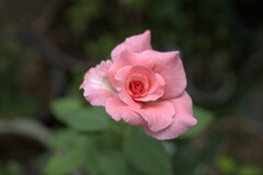 バラが咲いた～薔薇が咲いた～ピンクの薔薇が～♬