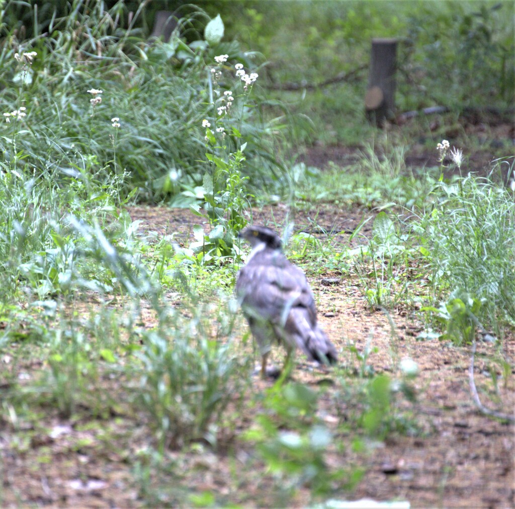 今日は鷹巣を探しに出かけた！ら・・・・10M先に出会えたよ！