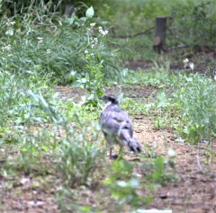今日は鷹巣を探しに出かけた！ら・・・・10M先に出会えたよ！
