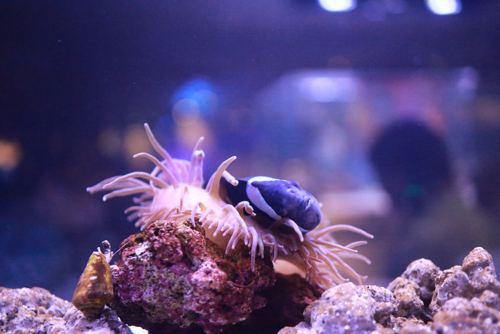 すみだ水族館　2回目　すりすりの仲良し　　IMG_7993