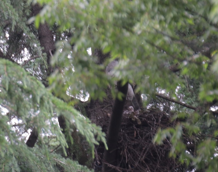お母さん鷹と赤ちゃん雛も顔を出して可愛いよ！暗くて見えましぇ～んケドモ