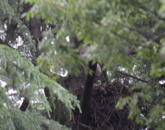 お母さん鷹と赤ちゃん雛も顔を出して可愛いよ！暗くて見えましぇ～んケドモ