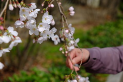 桜と母