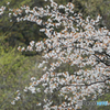 20130425_050