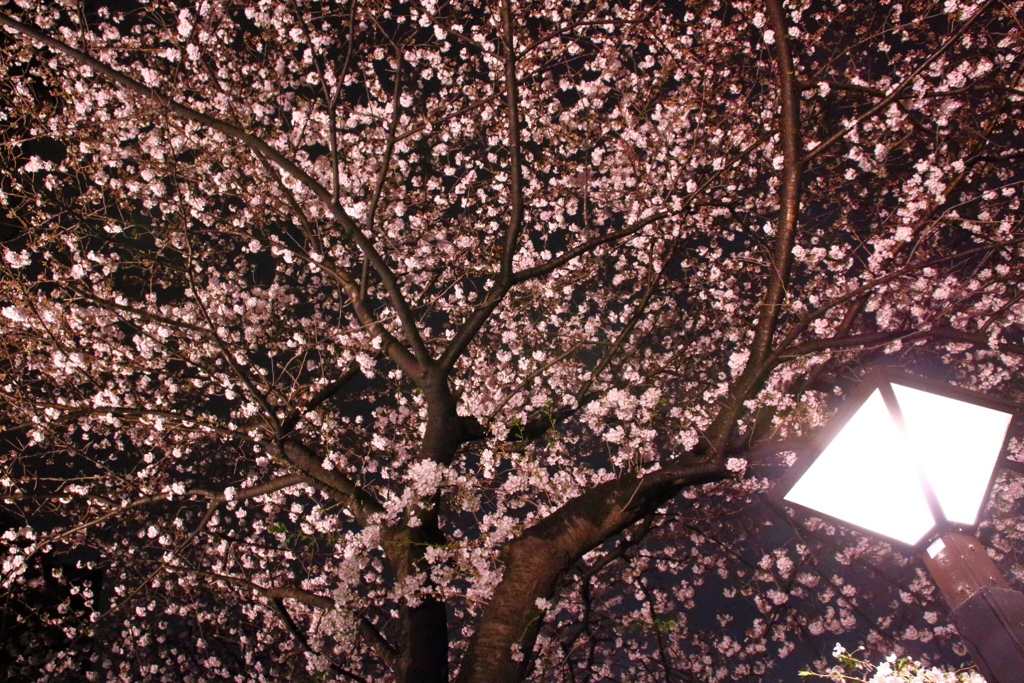 咲き乱れる桜