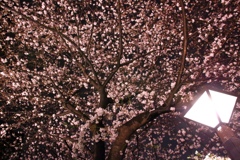 咲き乱れる桜