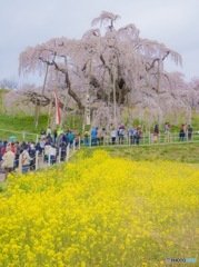 三春滝桜