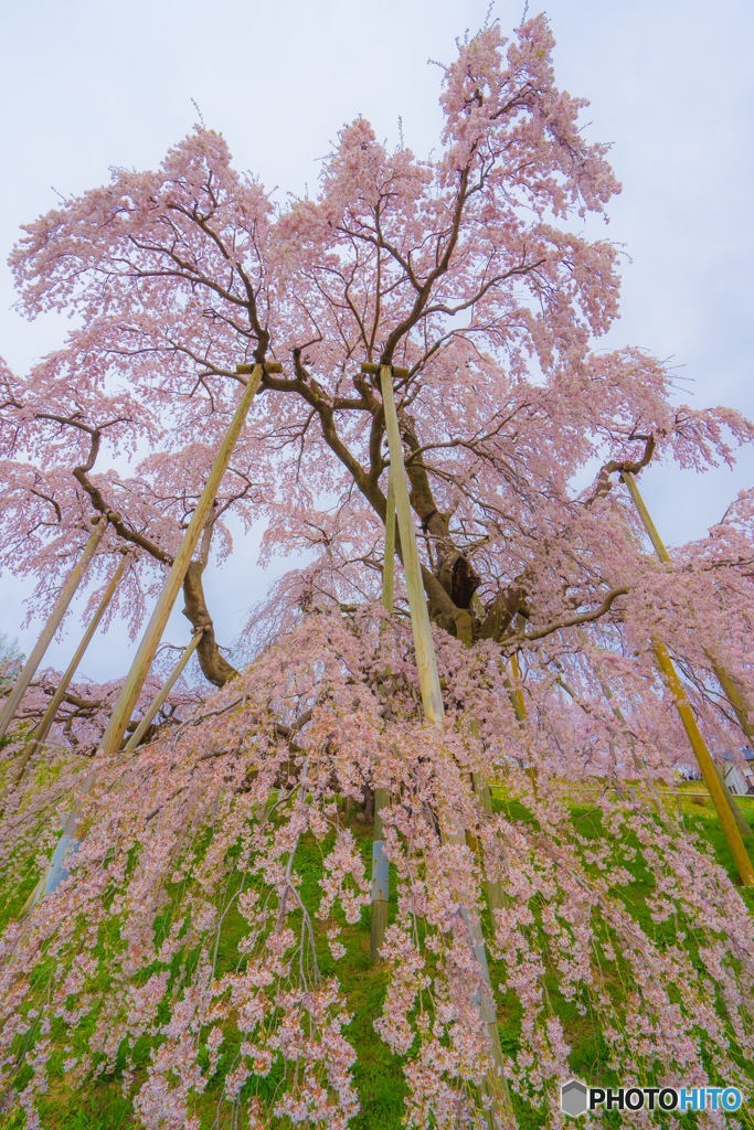 三春滝桜