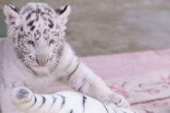 宇都宮動物園 ホワイトタイガーの赤ちゃん