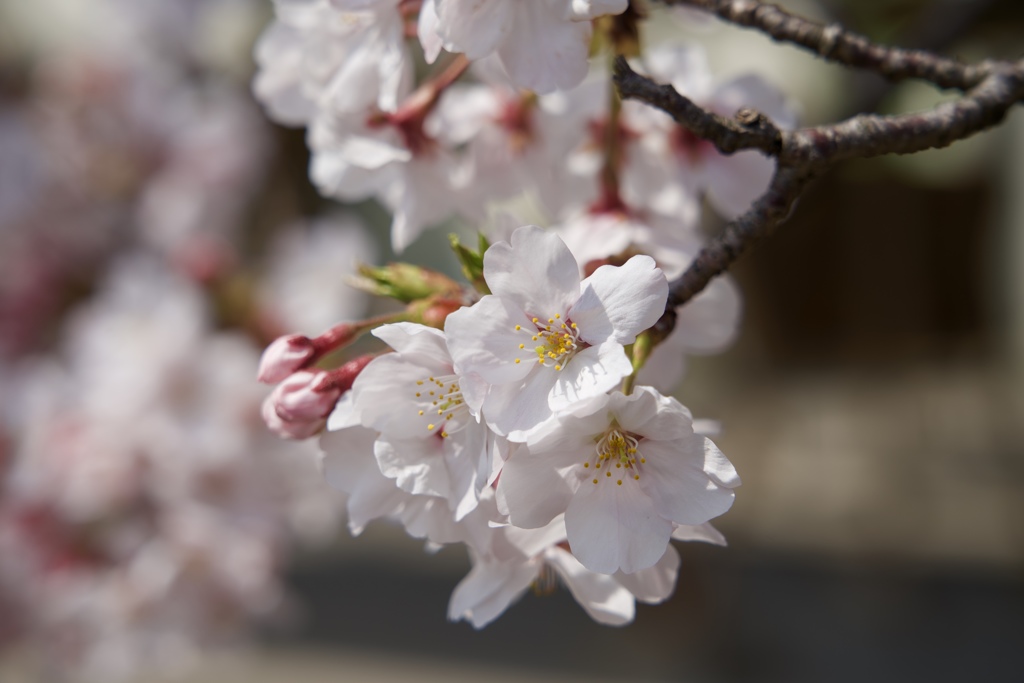 桜