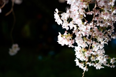 桜祭り