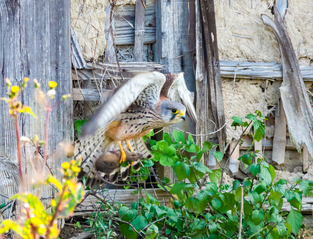 チョウゲンボウの捕食２