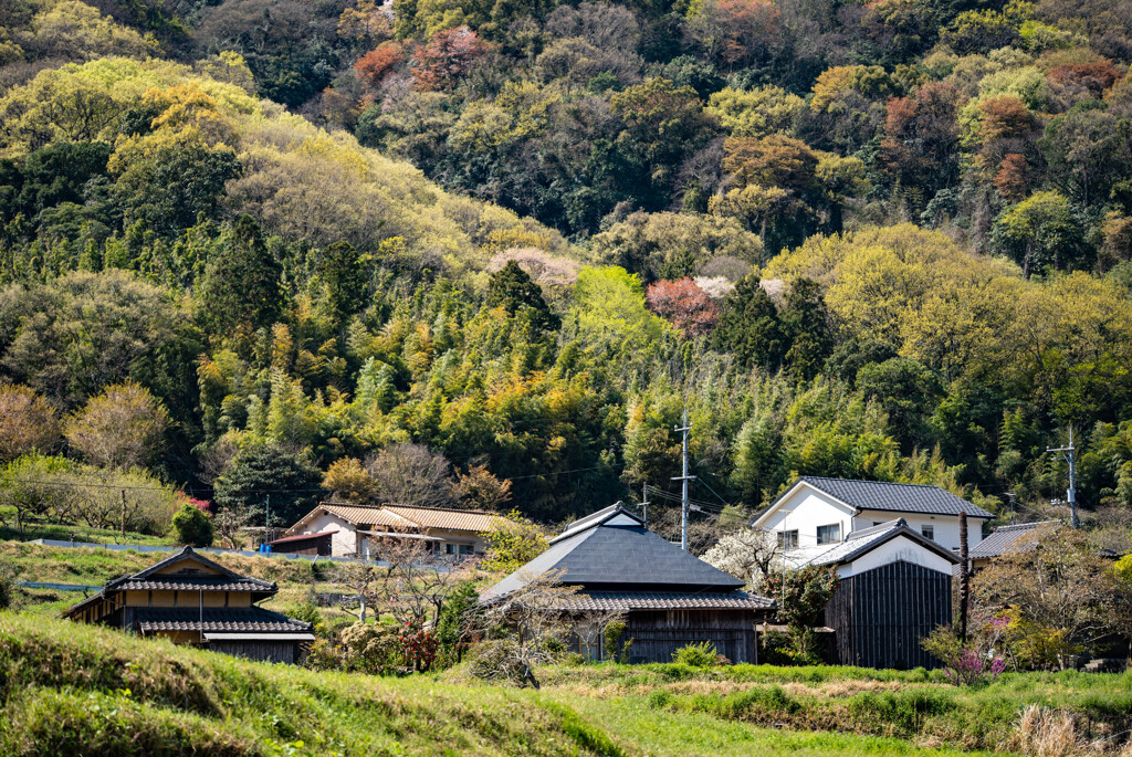 山里の春6