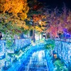 forest of illumination２