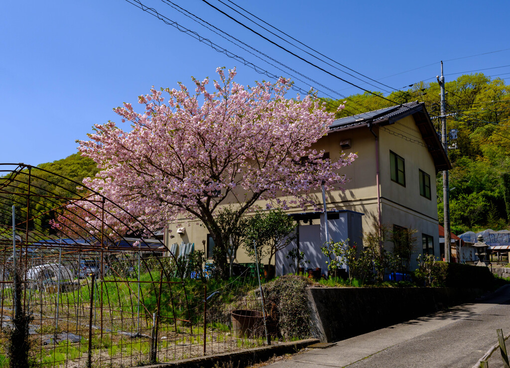 山里の春5