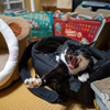 「いっぱい買ってもらったけどカメラリュックが一番だニャー」