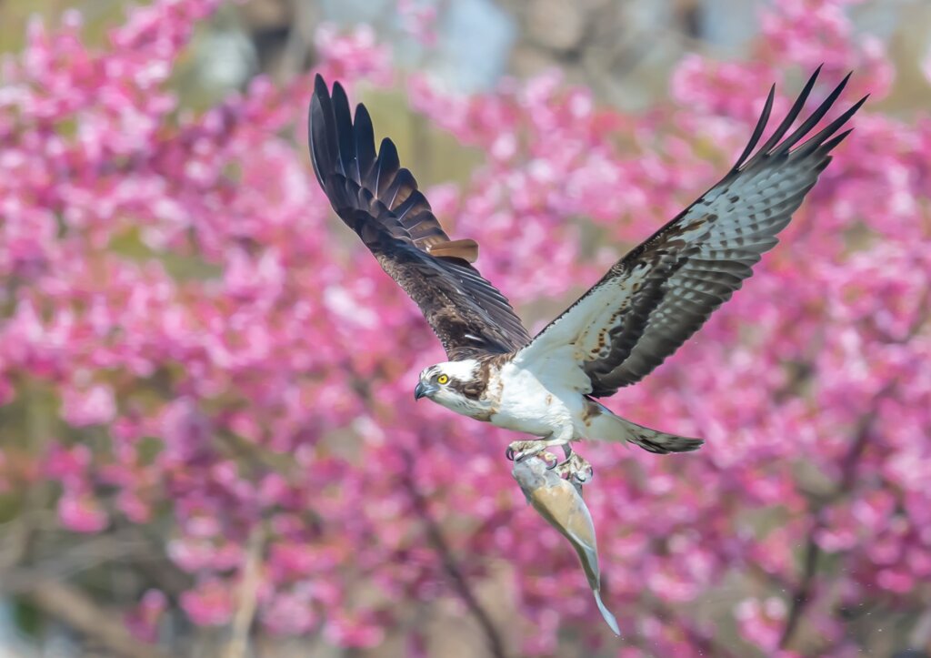 ミサゴと河津桜