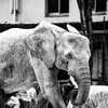 サバンナゾウ