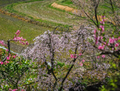 枝垂桜