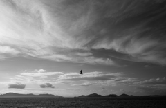 カモメと夏空