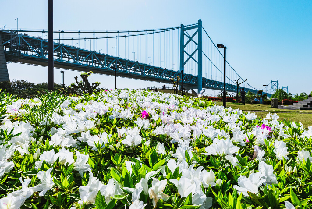 白いツツジと瀬戸大橋