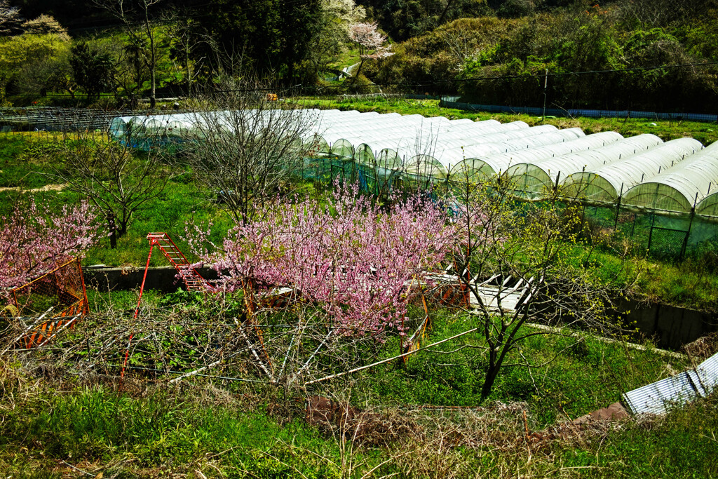 山里の春（桃畑）