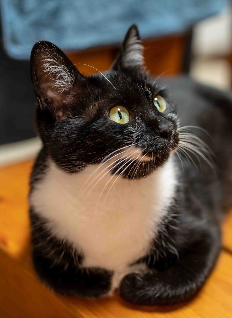ぐぅちゃんポートレートその１猫ちゃんのYouTubeを見る