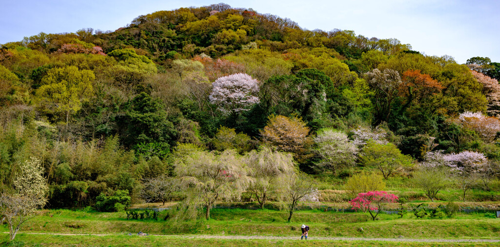 山里の春3