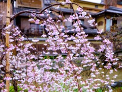 祇園・枝垂桜