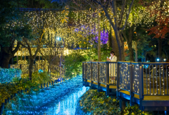 forest of illumination