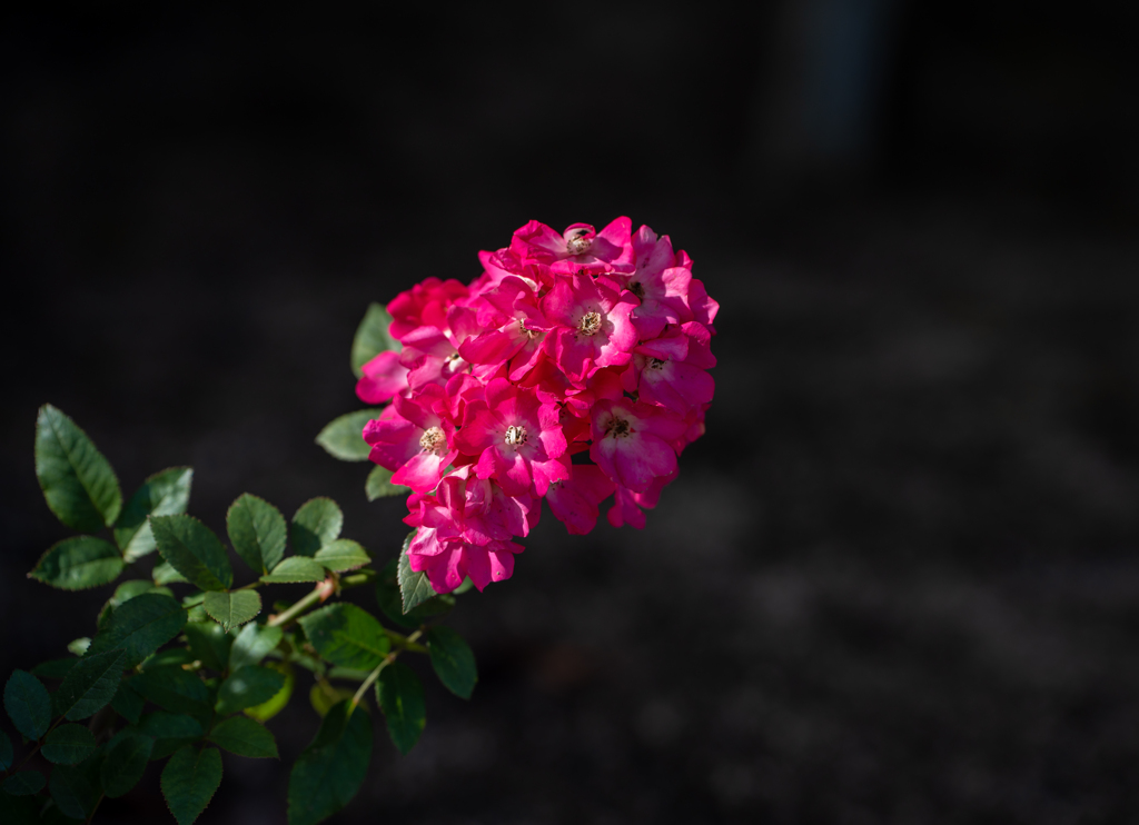 薔薇４