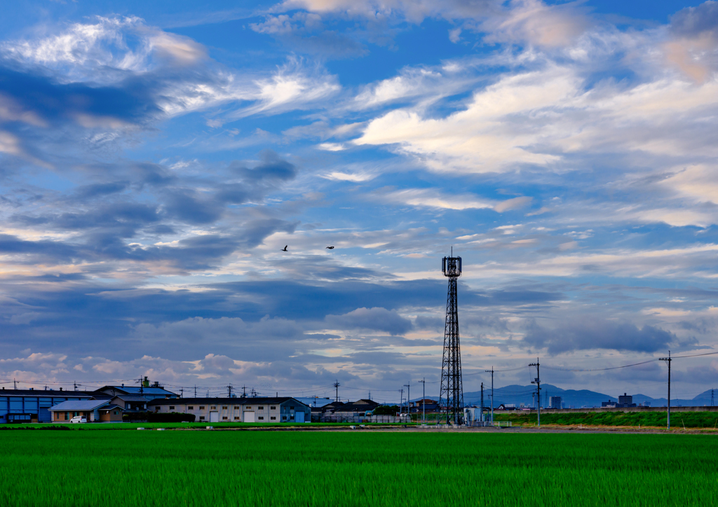 川鵜の飛ぶ夕景