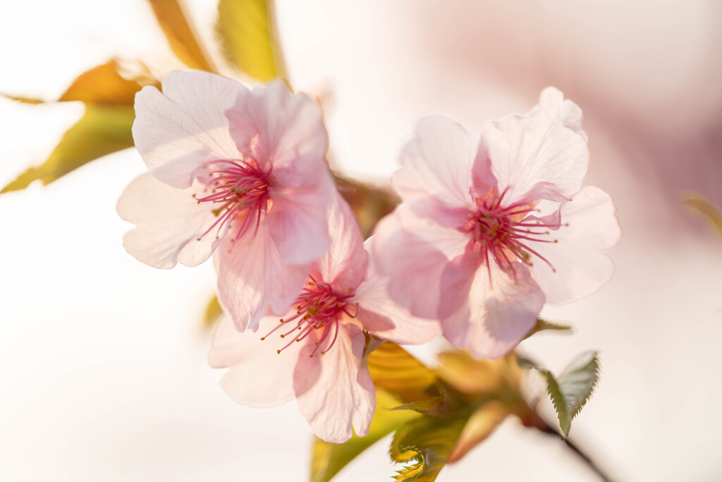 河津桜2