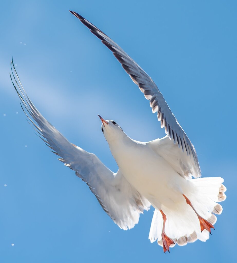 ユリカモメ2