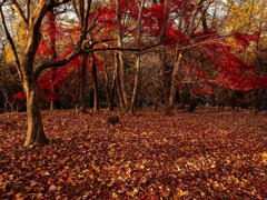 晩秋の森３