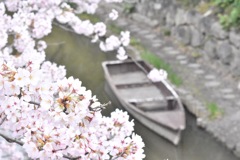 八幡堀 桜