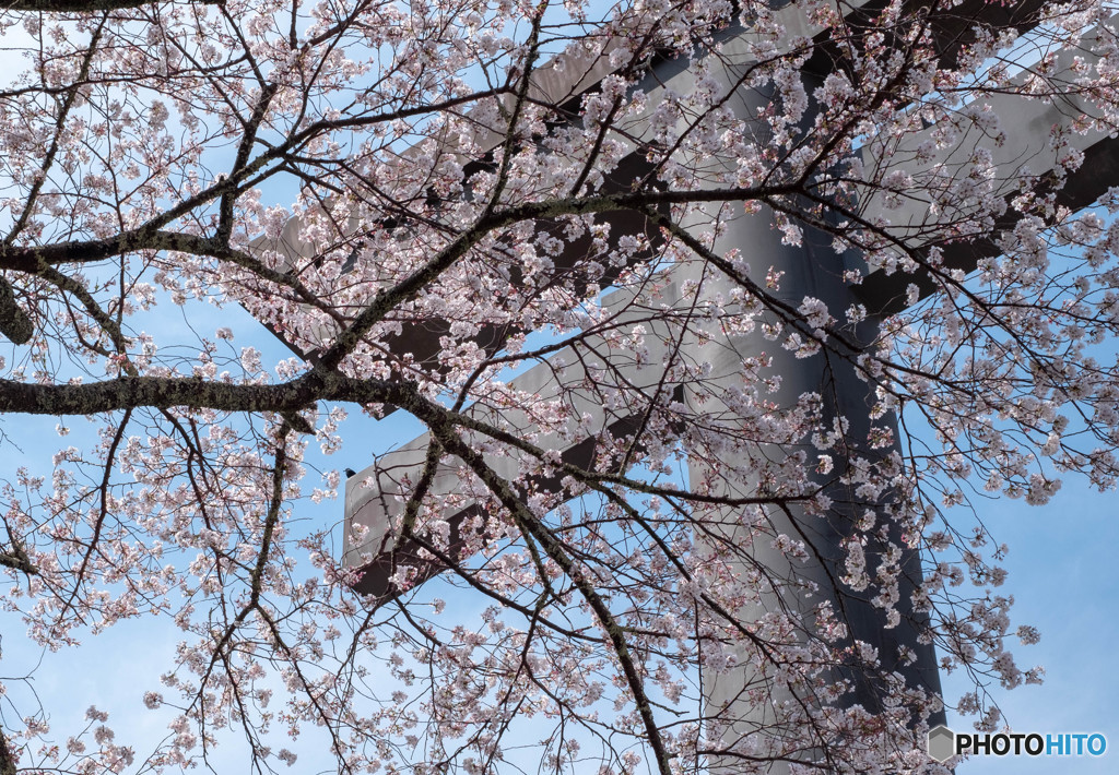大斎原の桜