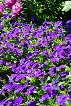 garden_03