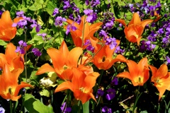 garden_04