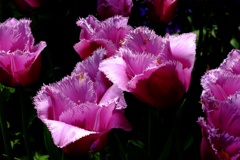garden_02