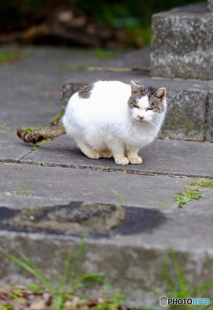 のら君001