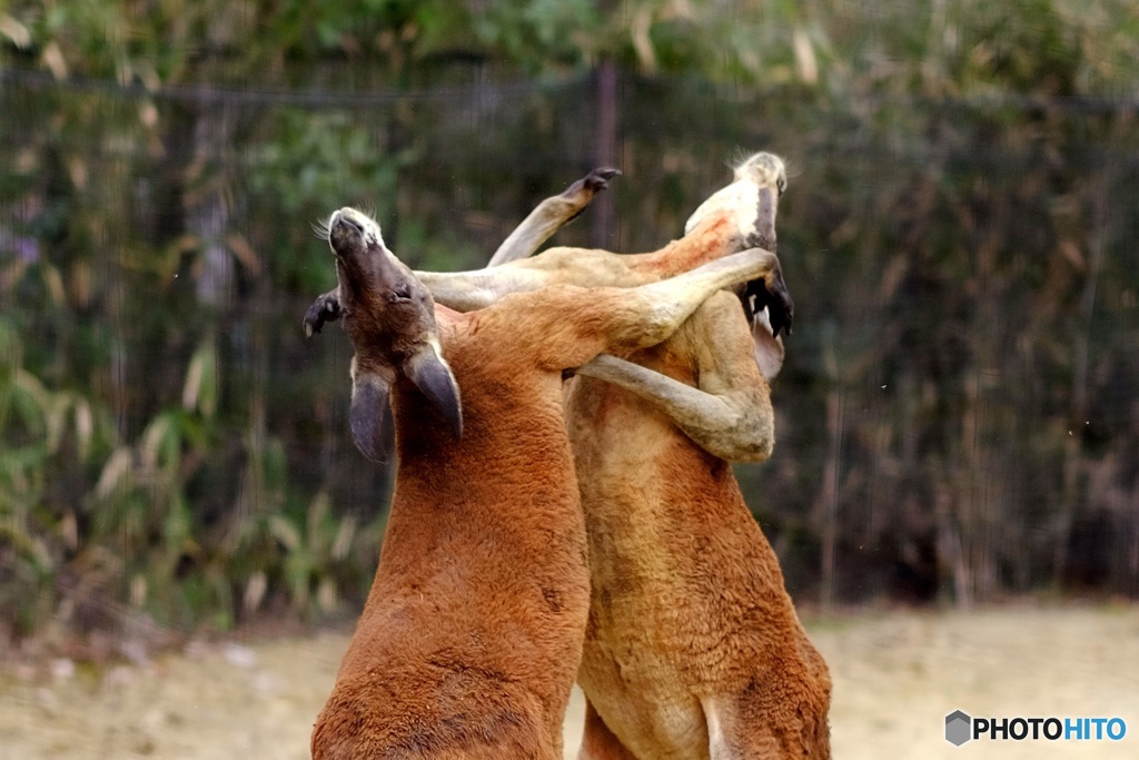 Fight! _04
