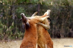 Fight! _04