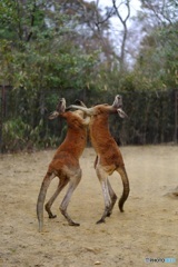 fight_01